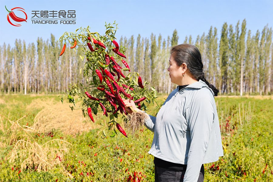 Tiancifeng Foods management team inspecting the new season paprika crop in Xinjiang fields