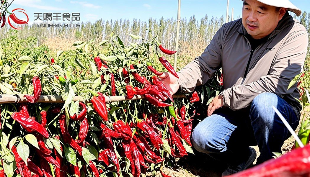 Close-up of fresh red paprika peppers in Xinjiang showing natural color development and high ASTA potential