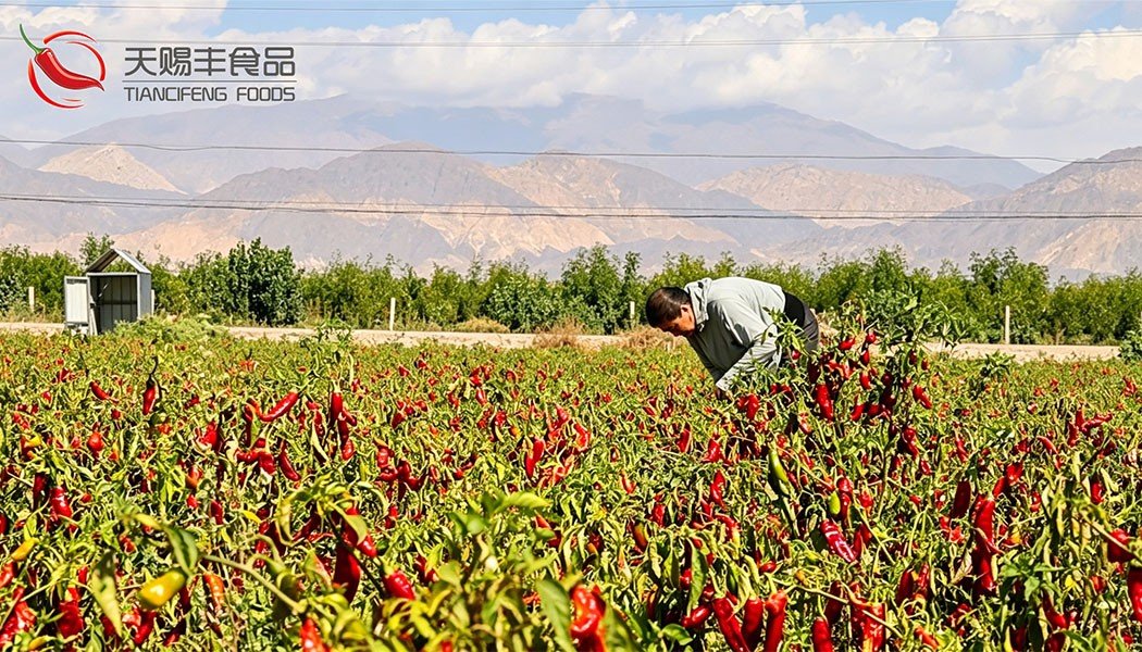 Healthy paprika plants in Xinjiang growing regions ensuring high-quality raw materials for premium paprika powder